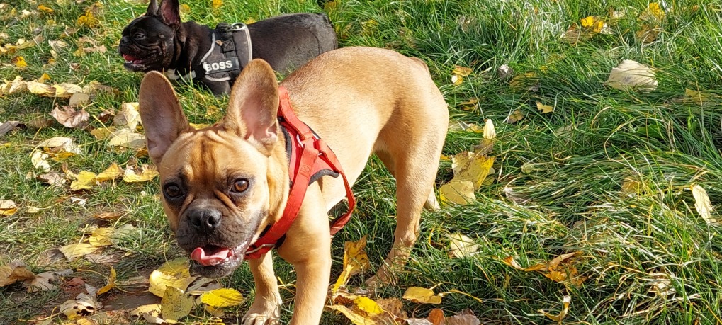 Maggy Bullys von der Knatter